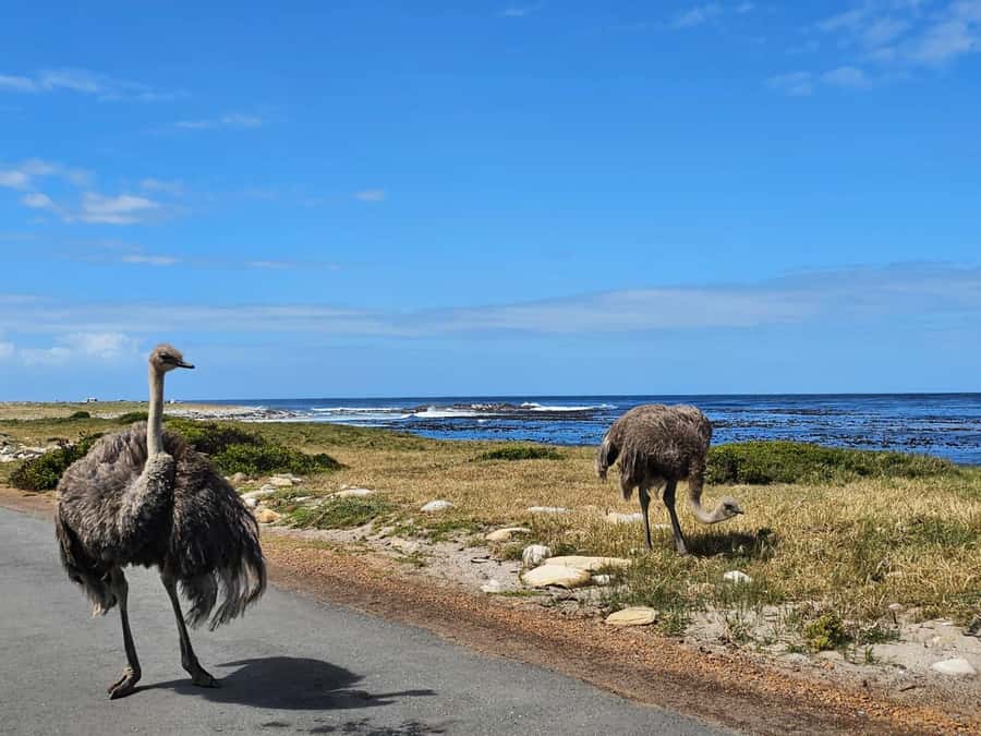 Cape of Good Hope & Penguins Private Tour - Is $91 a fair price?