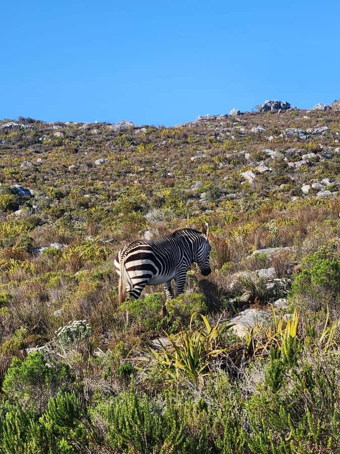 Cape of Good Hope & Penguins Private Tour - Cape of Good Hope: famous, windswept, and often crowded