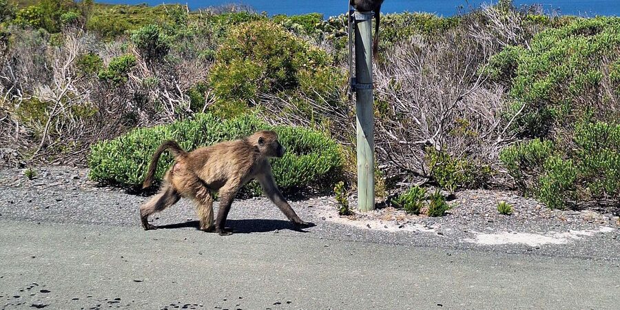Cape of Good Hope & Penguins Private Tour - Boulders Beach puts African penguins close to you