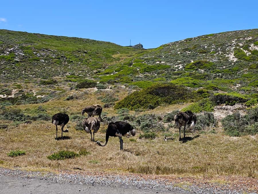 Cape of Good Hope & Penguins Private Tour - Seals Island adds another dose of marine life