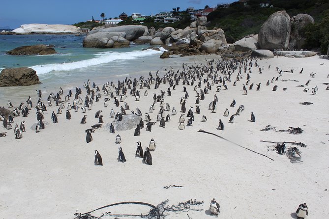 Cape Of Good Hope, Penguins Private Tour from Cape Town full day - Why a private vehicle matters on this route