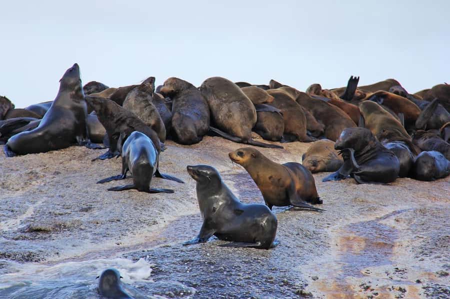 Cape of Good Hope Penguins Seals & Chapmans Peak Shared Tour - Cape of Good Hope brings wildlife and famous signs