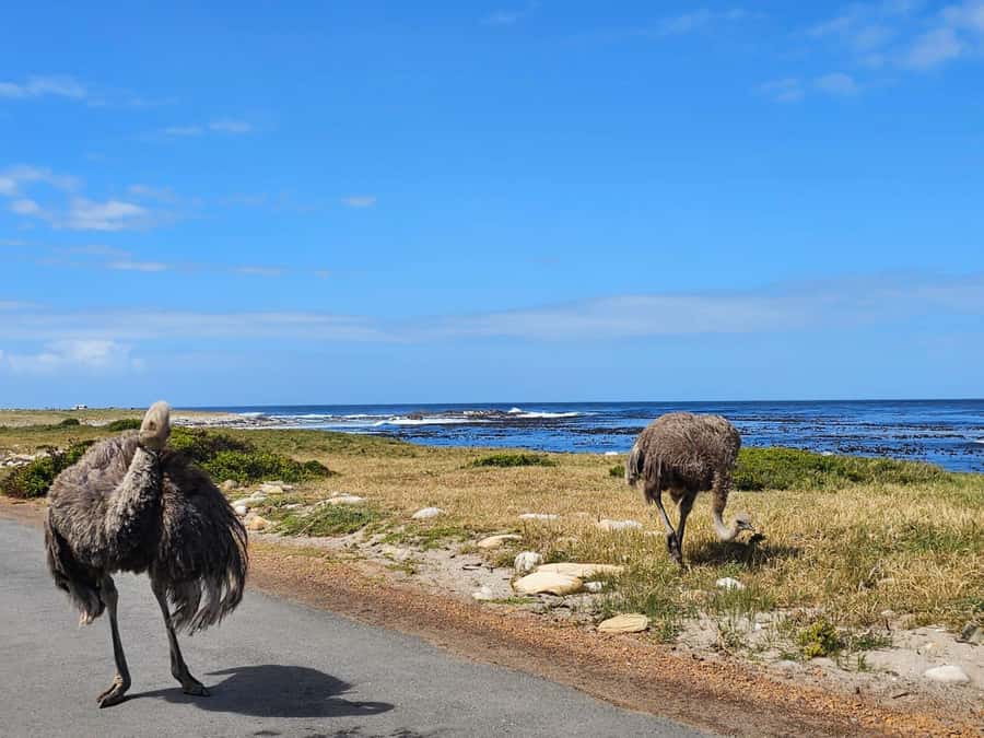 Cape of Good Hope & Penguins Shared Tour - Practical tips for a smoother day