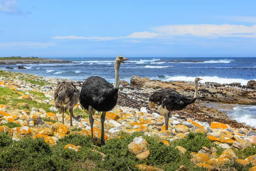 Cape of Good Hope & Penguins Small Group Tour from Cape Town - St James Beach brings a colorful finish