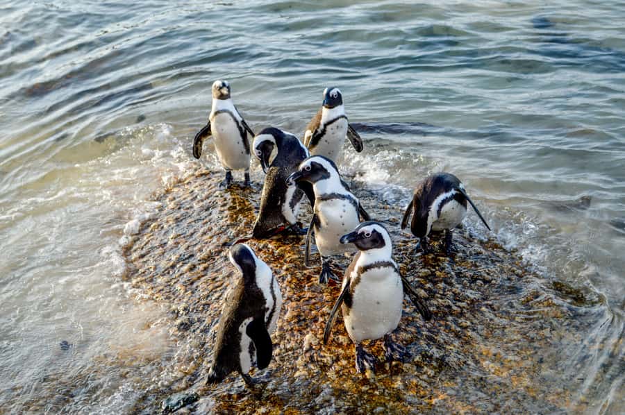 Cape of Good Hope: Sightseeing and African Penguins Tour - Simon’s Town supplies the lunch break
