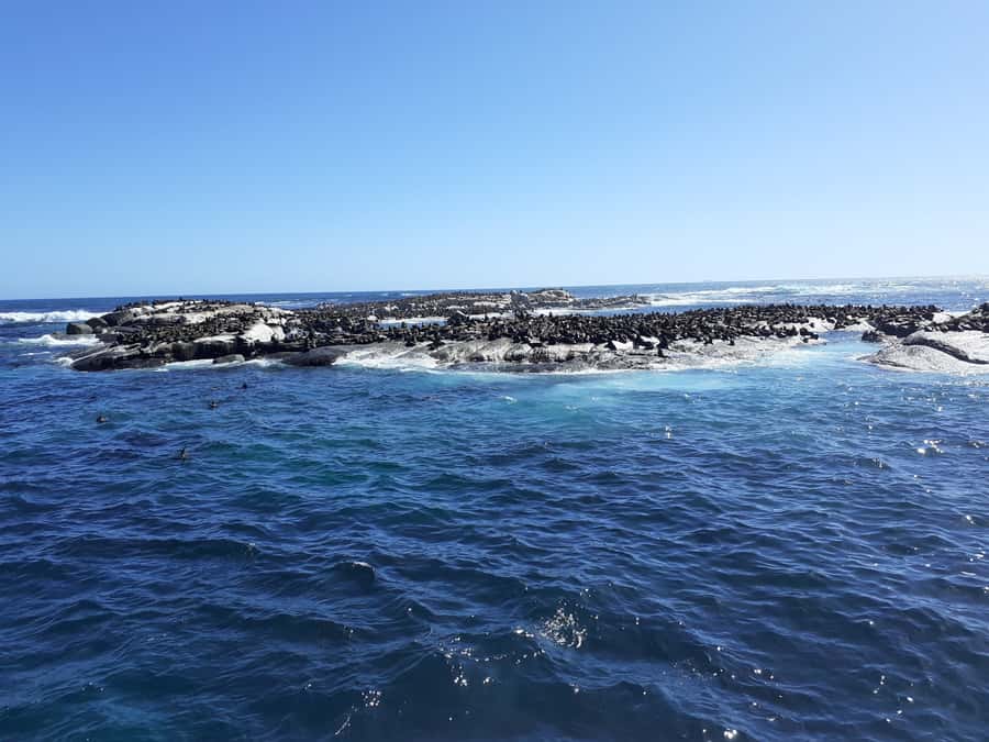 Cape of Good Hope: Sightseeing and African Penguins Tour - From pickup to Clifton and Maiden’s Cove