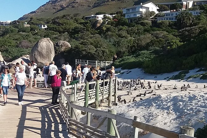 Cape of Good Hope T Mountain Bo-Kaap Penguins Private +Tickets - Boulders Beach and the African penguins
