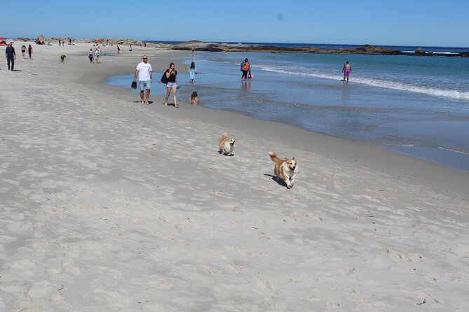 Cape of Good Hope, Table Mountain & Penguins Tour + All Tickets - Cape Point Vineyards offers a short pause with a view