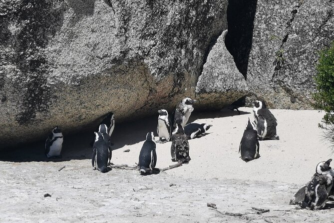 Cape Peninsula Cape of Good Hope and Penguins Tour in Cape Town - Morning pickup and the Atlantic Seaboard