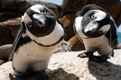 Cape Peninsula Cape of Good Hope and Penguins Tour in Cape Town