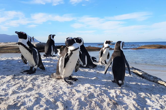 Cape Peninsula in a Vintage Car (Penguins, Cape Point & Chapman's Peak drive) - Cape Point Nature Reserve: fynbos, cliffs, and baboons