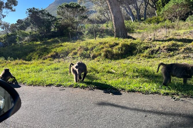 Cape Peninsula &Penguin Sightseeing in Private Car Full Day Tour - Chapman’s Peak: The Road You Hope Stays Open