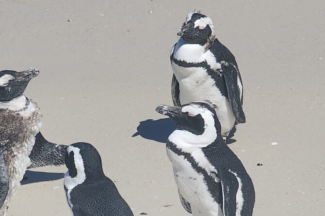 Cape Peninsula &Penguin Sightseeing in Private Car Full Day Tour - Cape Point Nature Reserve and the Cape of Good Hope