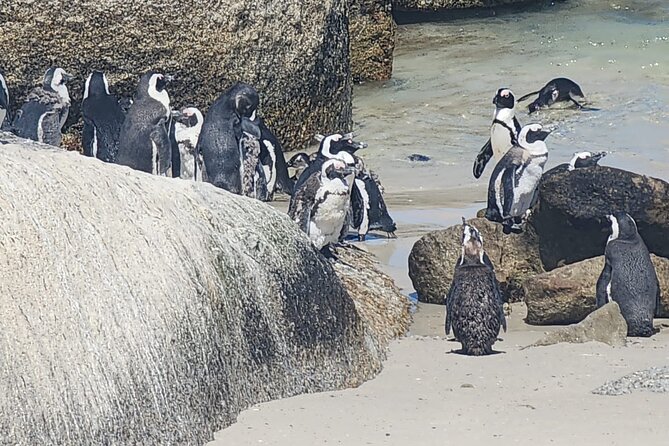 Cape Peninsula &Penguin Sightseeing in Private Car Full Day Tour - Simon’s Town and Boulders Beach Penguins