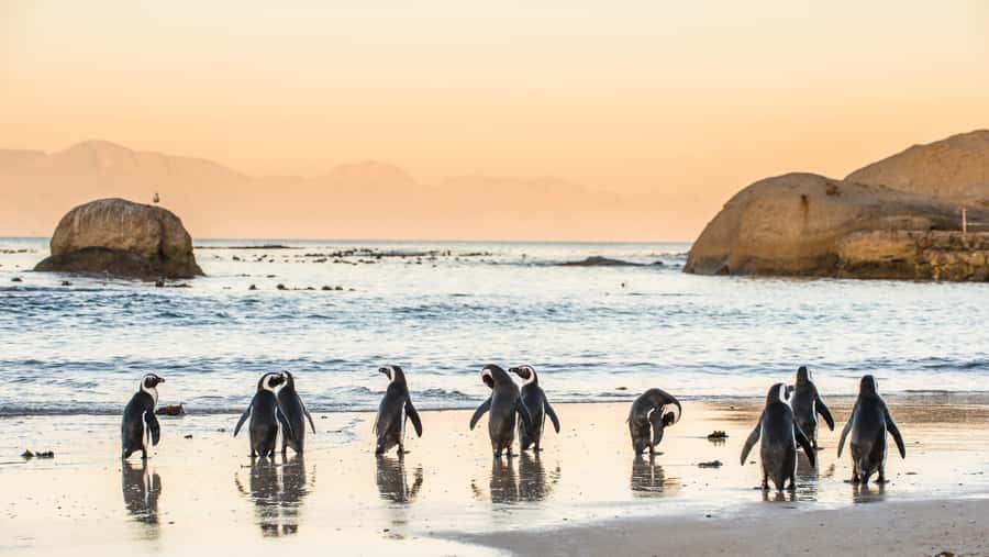 Cape Peninsula & Penguins Beach Half Day Tour from Cape Town - Key points to know before booking