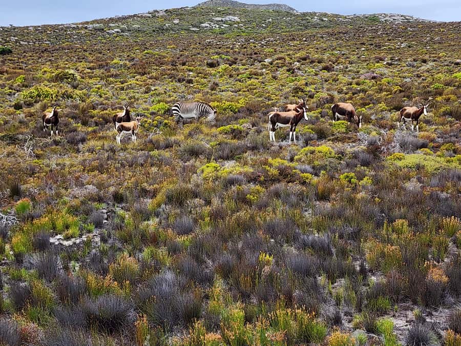 Cape Peninsula & Penguins Beach Half Day Tour from Cape Town - Chapman’s Peak Drive is short but memorable