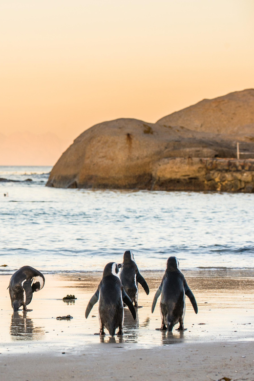 Cape Peninsula & Penguins Beach Half Day Tour from Cape Town - Cape Point puts the day’s scale into perspective