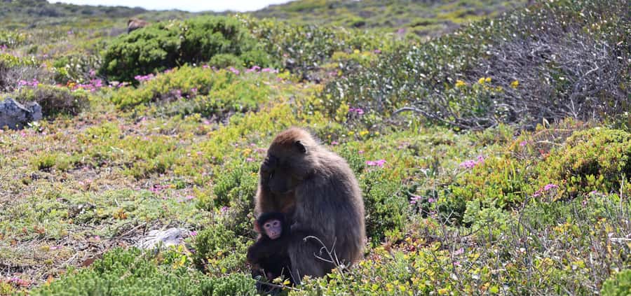 Cape Peninsula & Penguins Beach Half Day Tour from Cape Town - Muizenberg closes the loop with color