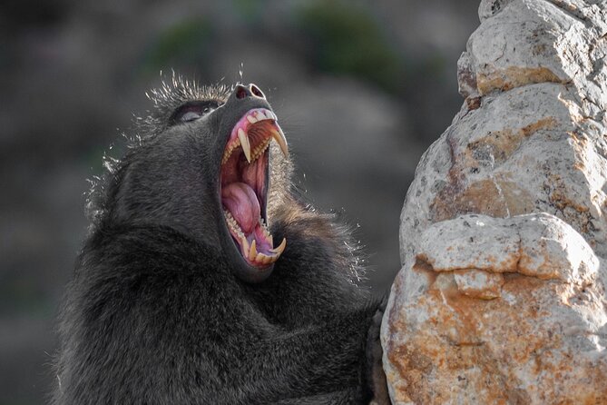 Cape Peninsula & Penguins Private Day Tour, Entrances Included. - Hout Bay and the optional Duiker Island boat