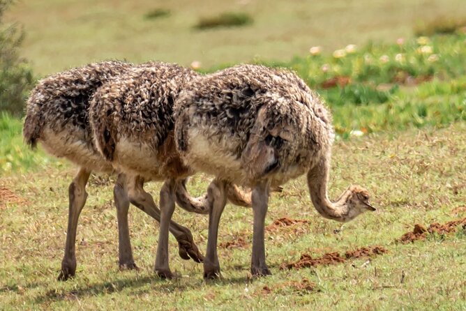 Cape Peninsula & Penguins Private Day Tour, Entrances Included. - The Cape of Good Hope photo stop