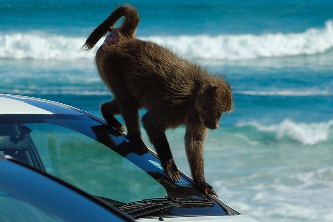 Cape Point and Boulder's Penguins Full Day Tour - Cape Point Nature Reserve brings the wild scenery