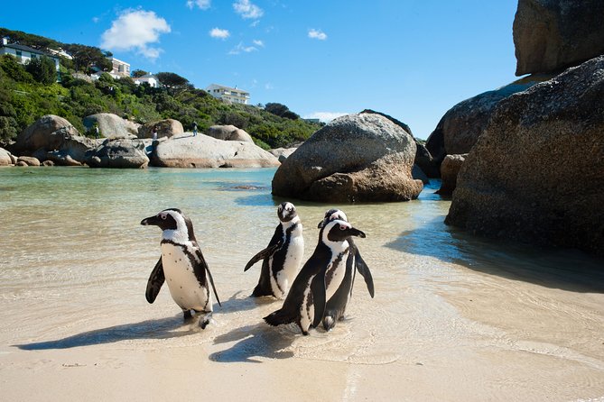 Cape Point and Boulder's Penguins Full Day Tour - The old lighthouse and the choice of funicular or foot