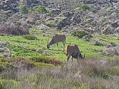 cape point and penguin ,muizenberg, bookapp