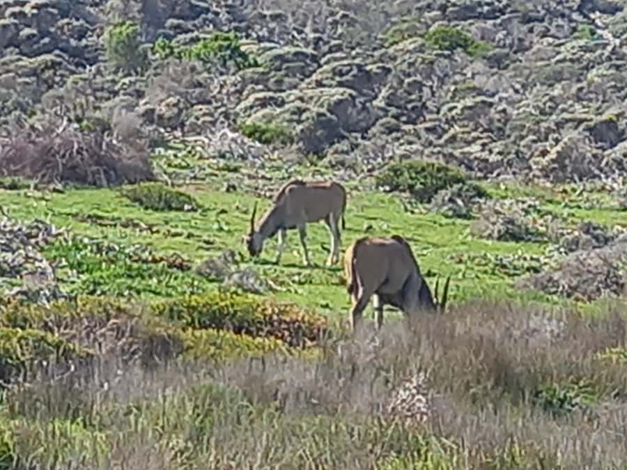 cape point and penguin ,muizenberg, bookapp - Maiden’s Cove and the beaches of Cape Town