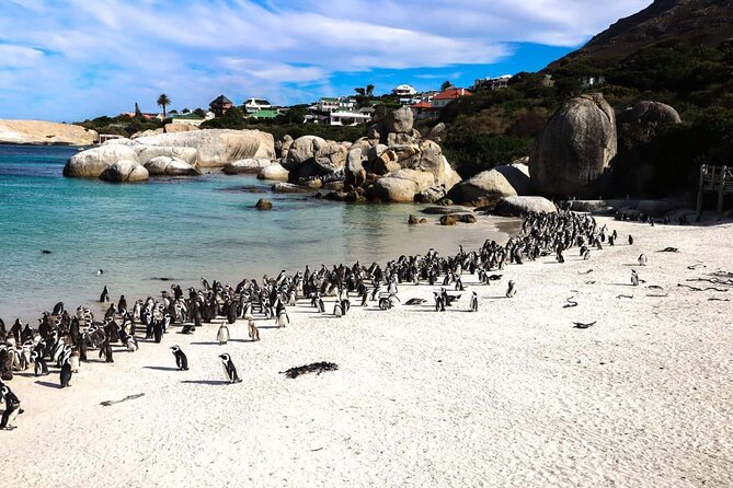 Cape Point , Boulder Beach Penguins and Cape of Good Hope Tour. - Boulders Beach and the African penguin colony