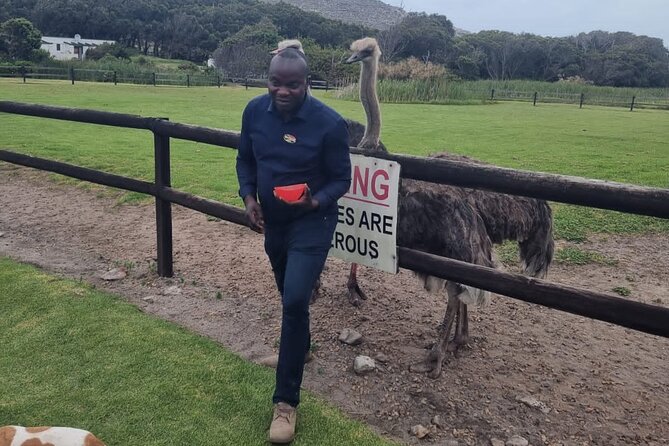 Cape Point Cape Of Good Hope And Penguins Private Tour - Chapman’s Peak is the scenic high point