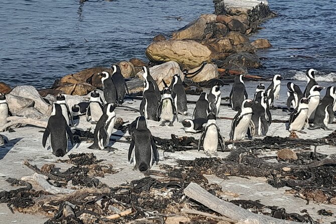 Cape Point Cape Of Good Hope And Penguins Private Tour - Cape of Good Hope requires time and stamina