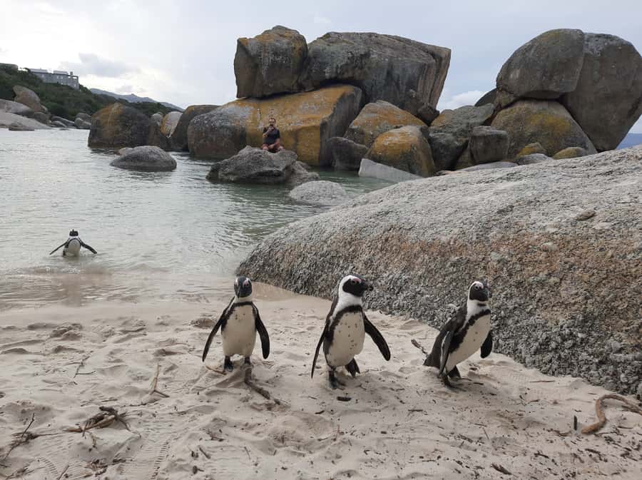 Cape Point Cape of Good Hope, Penguins Private Half day Tour - What this Cape Peninsula tour actually covers