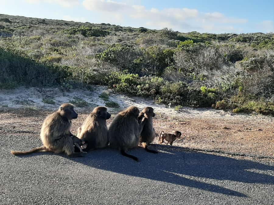 Cape Point Cape of Good Hope, Penguins Private Half day Tour - Boulders Beach and its African penguin colony