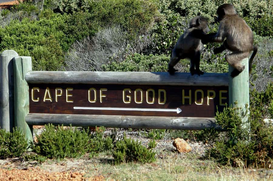 Cape Point Cape of Good Hope, Penguins Private Half day Tour - What the private format changes