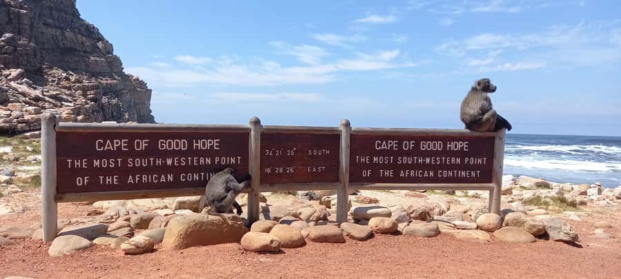 Cape Point Cape of Good Hope, Penguins Private Half day Tour - Timing, comfort, and the five-hour tradeoff