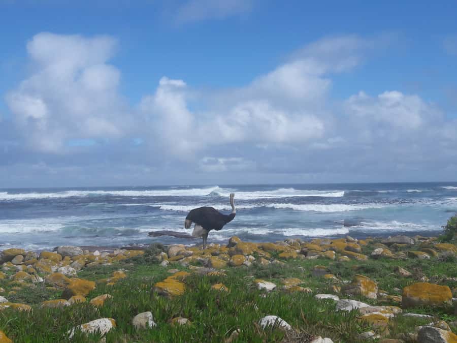 Cape Point Cape of Good Hope, Penguins Private Half day Tour - Starting in Cape Town and heading toward False Bay
