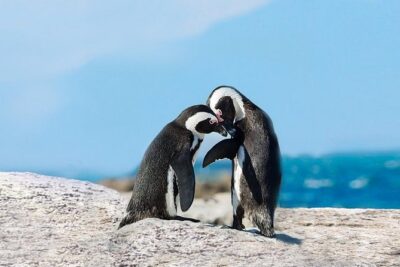 Cape Point Explore with Boulder’s Penguins Small Group Day Tour