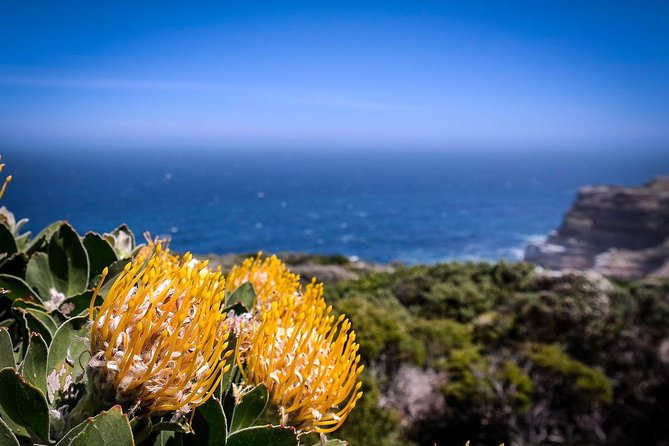 Cape Point Explore with Boulder's Penguins Small Group Day Tour - Cape of Good Hope brings the big coastal moment