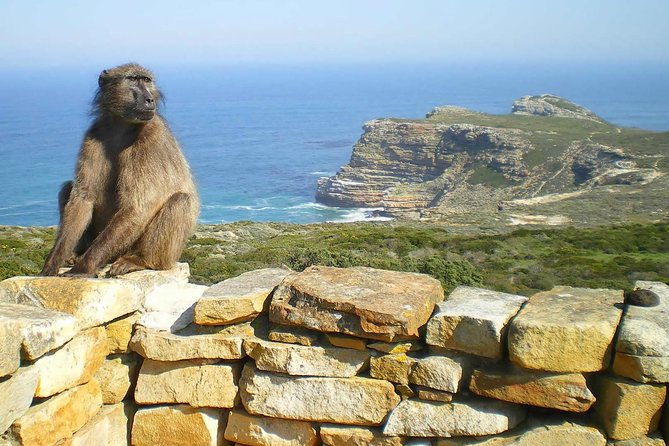 Cape Point Explore with Boulder's Penguins Small Group Day Tour - The return through Muizenberg closes a long day