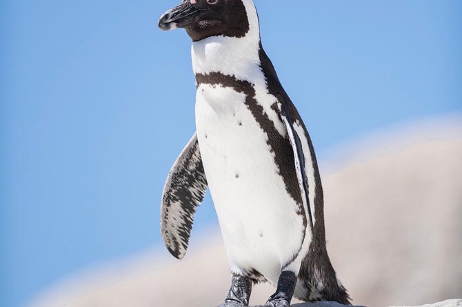 Cape Point Penguin Tour - Cape Point and the Cape of Good Hope nature reserve