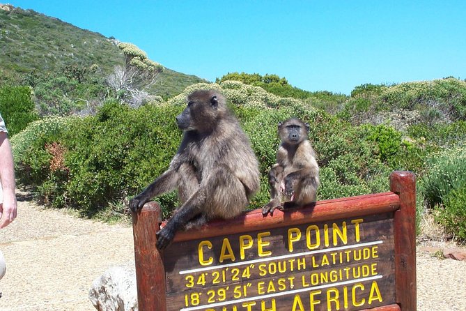 Cape Point & Penguins full day tour - The guide can shape the day