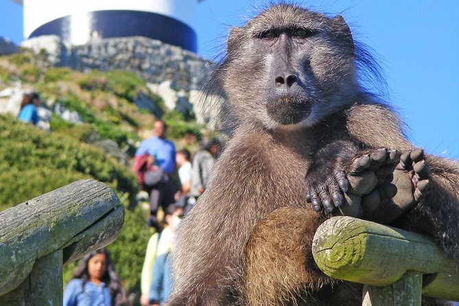 Cape Point & Penguins full day tour - Kalk Bay: 30 minutes among fishing boats and cafés