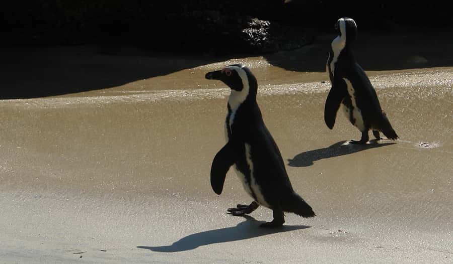 Cape Point & Penguins: Private Cape Peninsula Tour. - Key points to know before you book