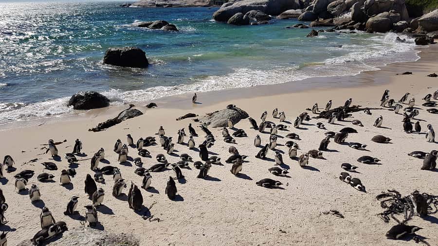 Cape Point & Penguins: Private Cape Peninsula Tour. - Why a private Cape Peninsula tour works well