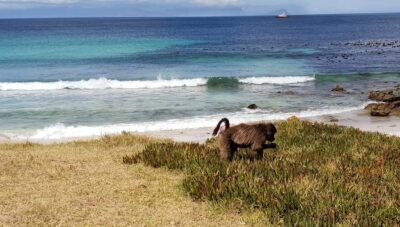 Cape Point & Penguins: Private Cape Peninsula Tour.
