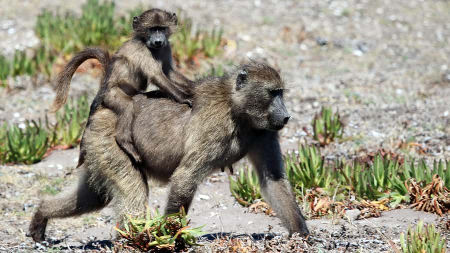 Cape Point & Penguins: Private Cape Peninsula Tour. - Cape of Good Hope: cliffs, fynbos, and open water