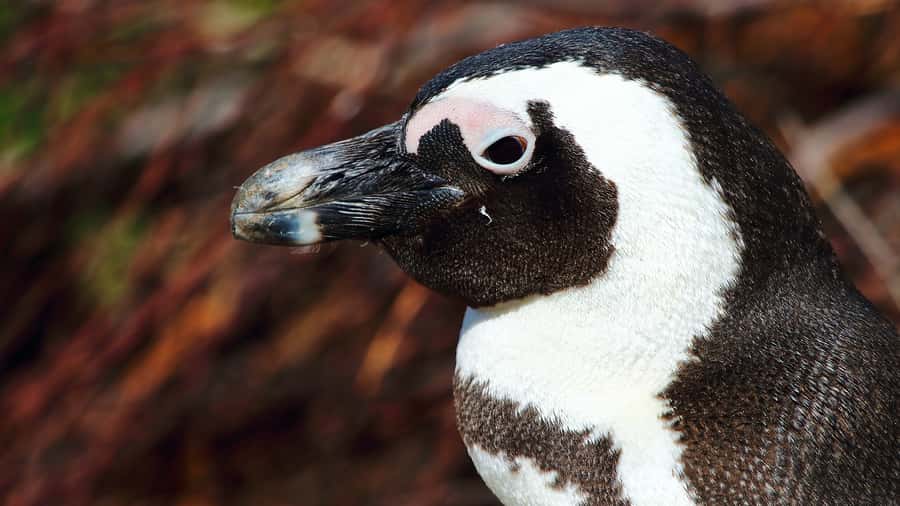 Cape Point & Penguins: Private Cape Peninsula Tour. - The route toward Noordhoek and a proper lunch break