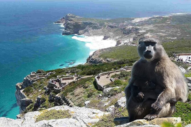 Cape Town Atlantic Helicopter Private Tour including Penguins Cape Point & Lunch - Groot Constantia and six South African wines