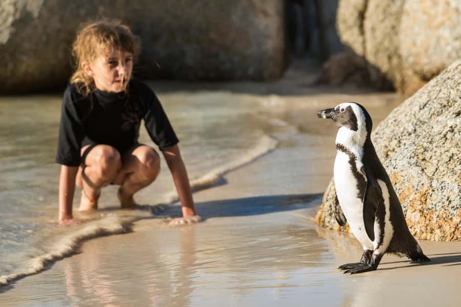 Cape Town: Boulders Penguin Colony Prebooked Entry Ticket - Key points to know before booking