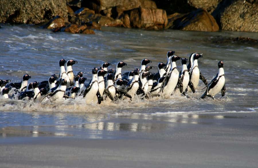 Cape Town: Boulders Penguin Colony Prebooked Entry Ticket - The boardwalk and viewing area